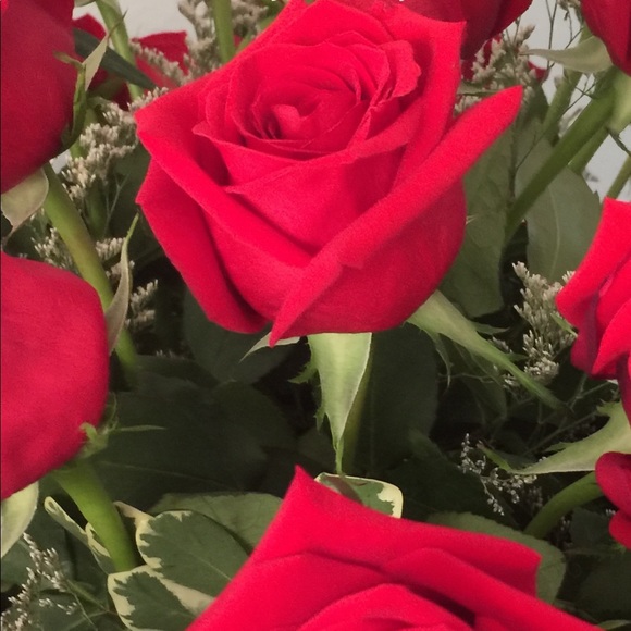 Meet your Posher, Cat - Picture 1 of 1